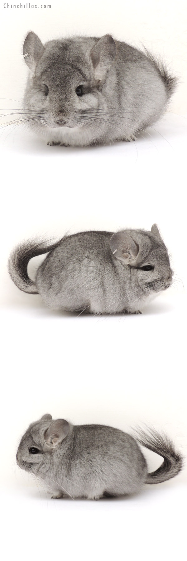 Chinchilla or related item offered for sale or export on Chinchillas.com - 14056 Standard Royal Persian Angora Female Chinchilla