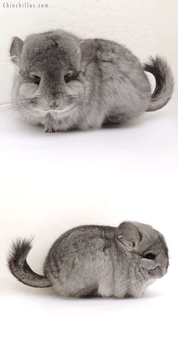 Chinchilla or related item offered for sale or export on Chinchillas.com - 14072 Exceptional Standard Royal Persian Angora Female Chinchilla