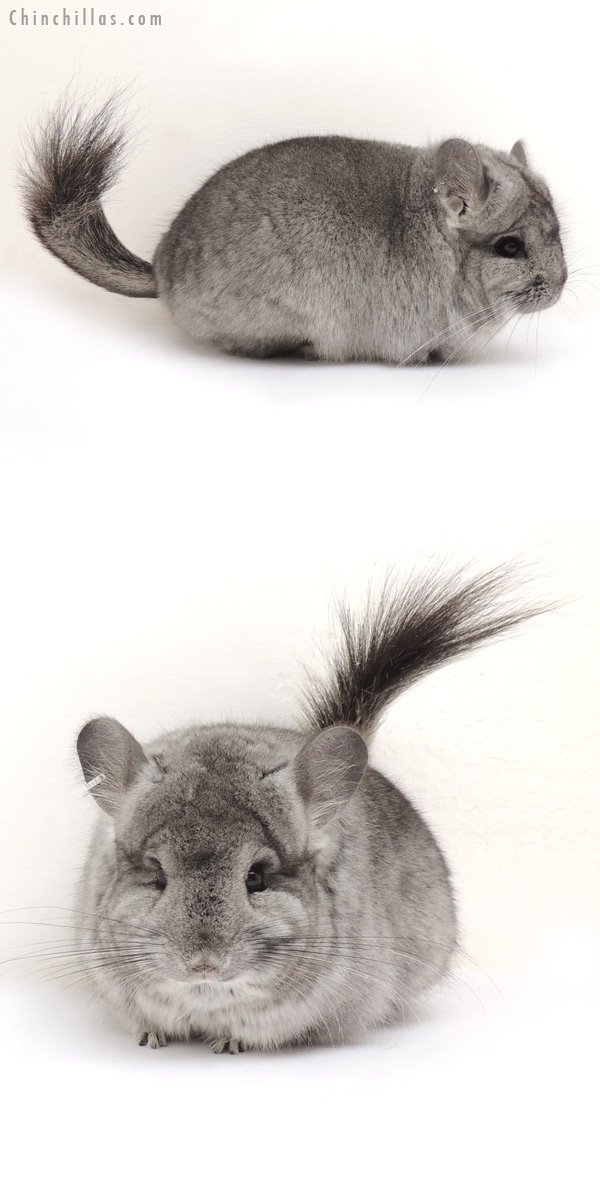 Chinchilla or related item offered for sale or export on Chinchillas.com - 14065 Standard Royal Persian Angora Female Chinchilla