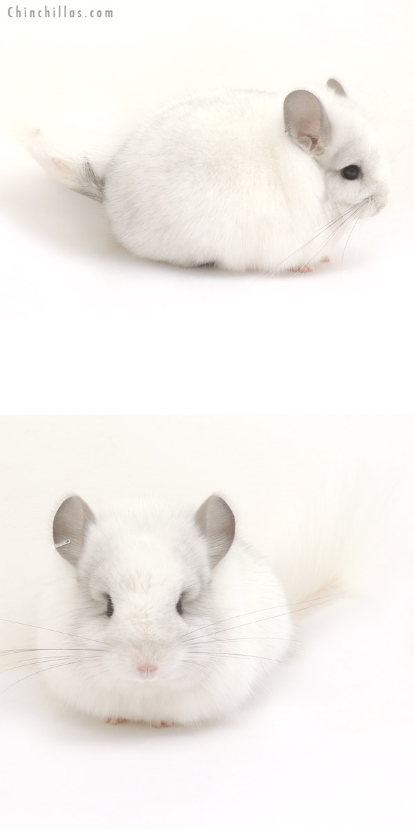 Chinchilla or related item offered for sale or export on Chinchillas.com - 14069 White Mosaic Royal Persian Angora Female Chinchilla