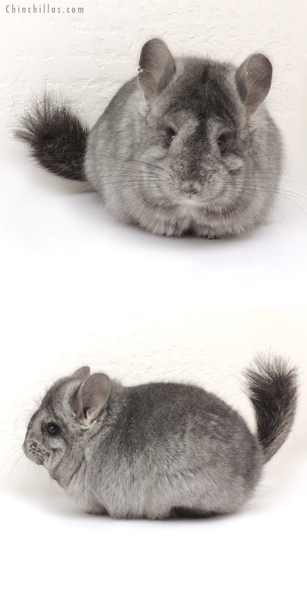 Chinchilla or related item offered for sale or export on Chinchillas.com - 14071 Standard ( Ebony Carrier ) Royal Persian Angora Female Chinchilla