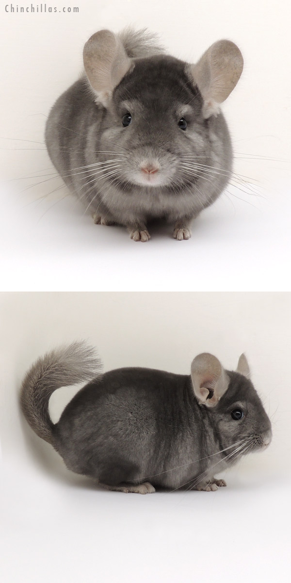 14093 1st Place Wrap Around Sapphire Male Chinchilla