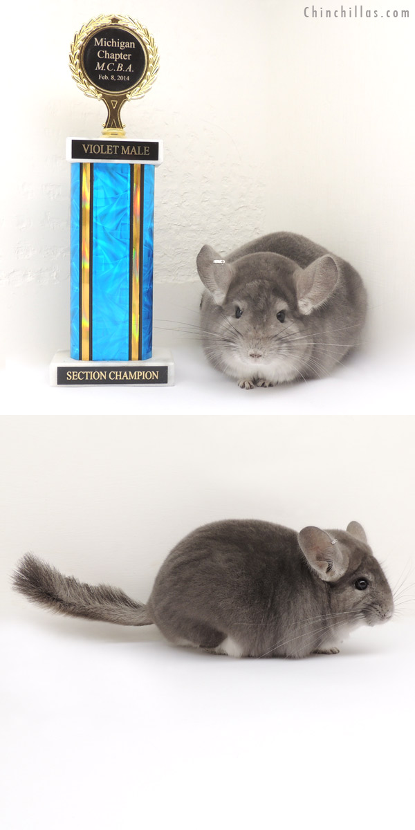 14095 Multi Champion Violet Male Chinchilla