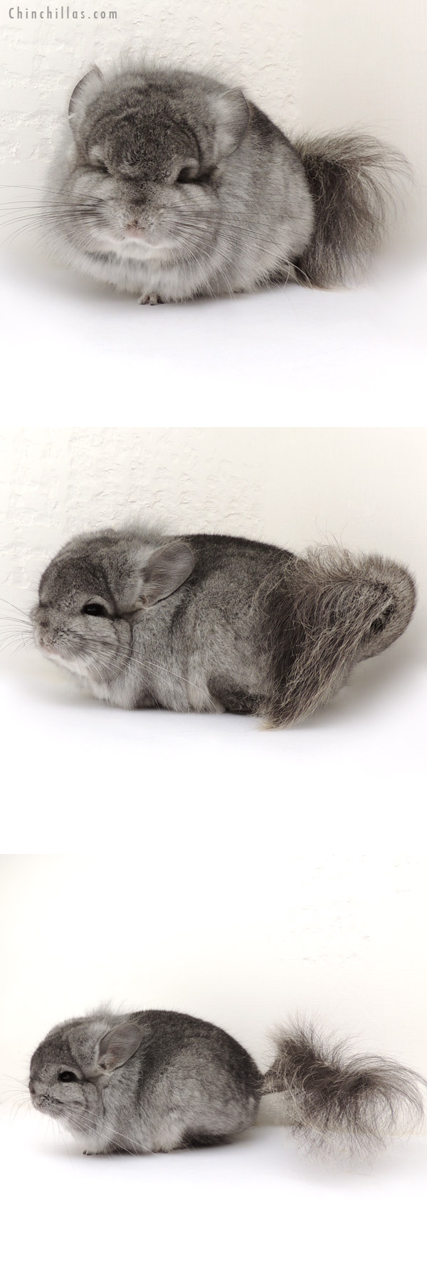 Chinchilla or related item offered for sale or export on Chinchillas.com - 14079 Exceptional Standard Royal Persian Angora Male Chinchilla