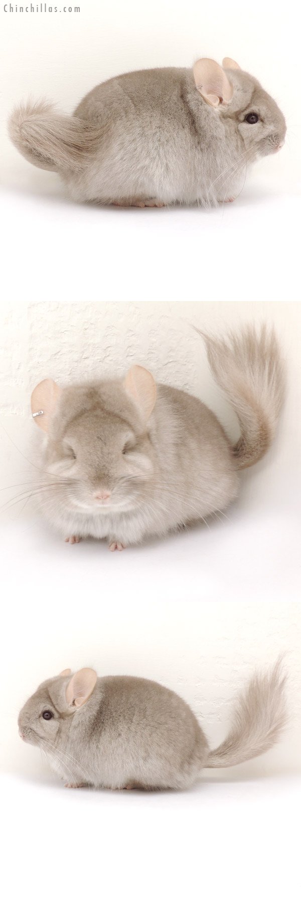 Chinchilla or related item offered for sale or export on Chinchillas.com - 14068 Beige Royal Persian Angora Female Chinchilla with Lion Mane