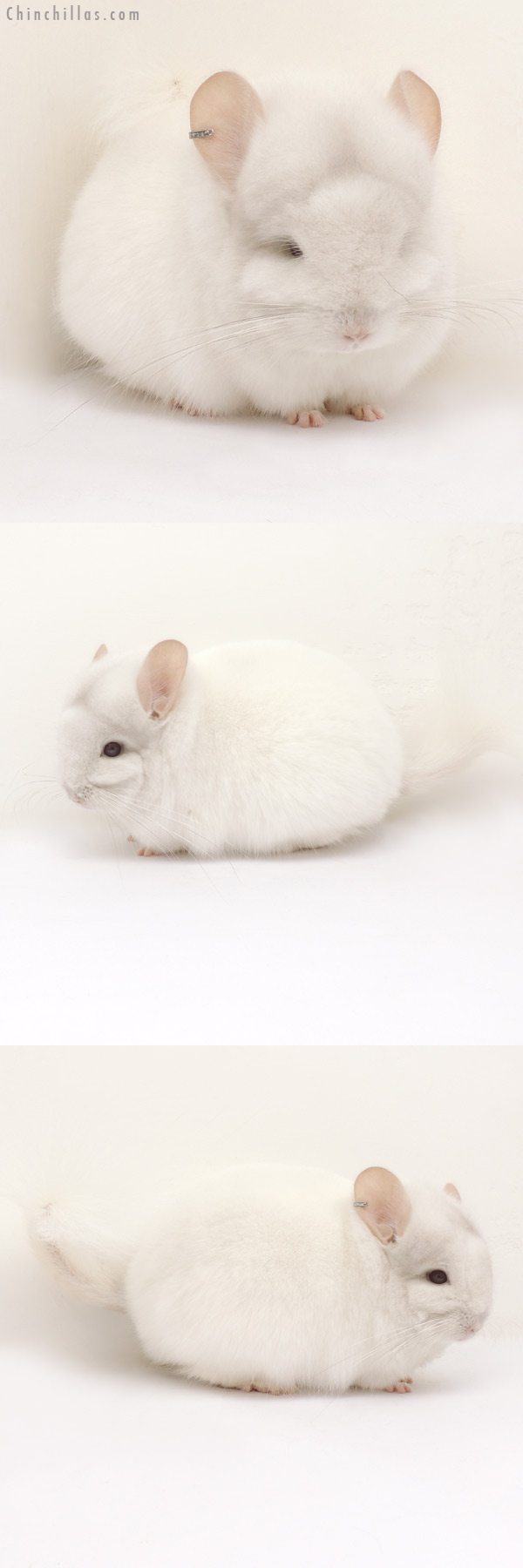 Chinchilla or related item offered for sale or export on Chinchillas.com - 14084 Exceptional Pink White Royal Persian Angora Male Chinchilla