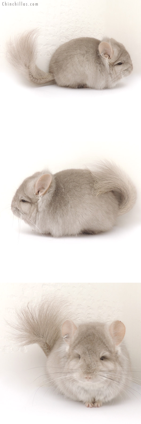 Chinchilla or related item offered for sale or export on Chinchillas.com - 14085 Exceptional Beige Royal Persian Angora Male Chinchilla