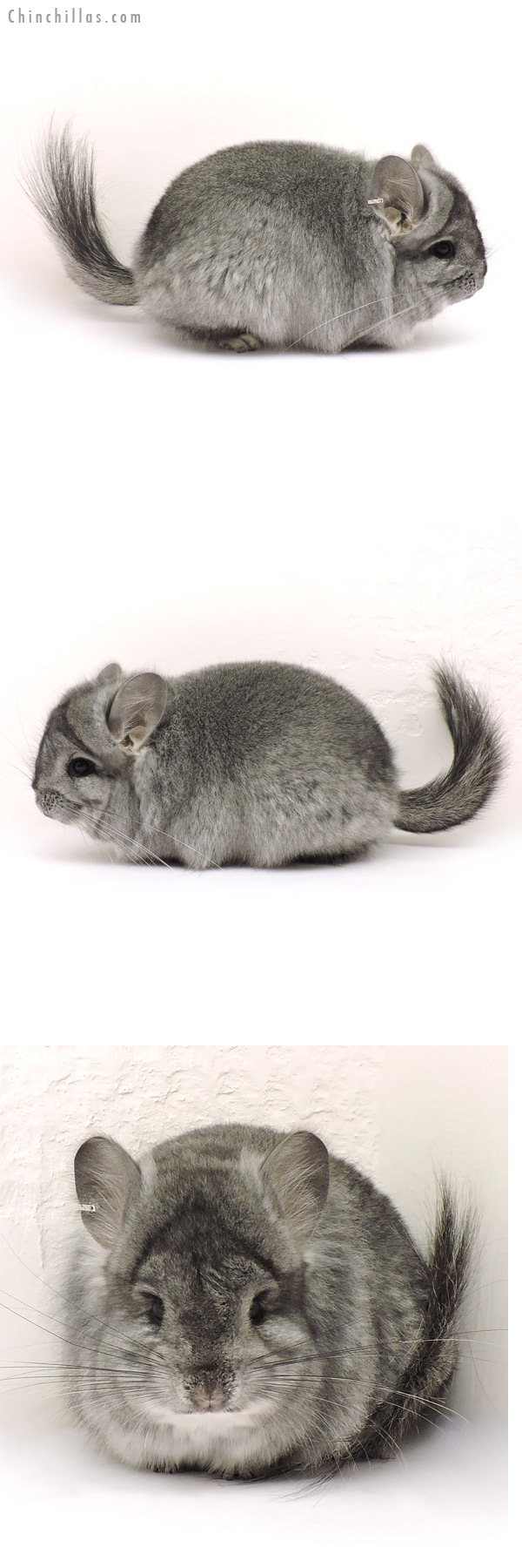 Chinchilla or related item offered for sale or export on Chinchillas.com - 14145 Standard ( Ebony Carrier ) Royal Persian Angora Male Chinchilla