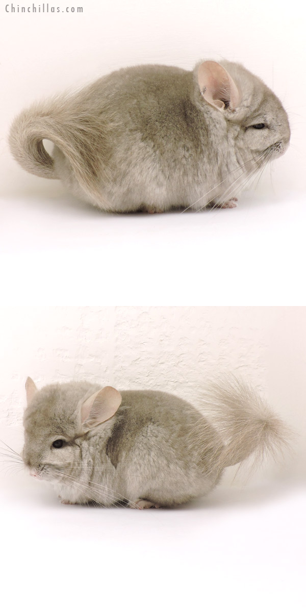 Chinchilla or related item offered for sale or export on Chinchillas.com - 14143 Beige Royal Persian Angora Female Chinchilla
