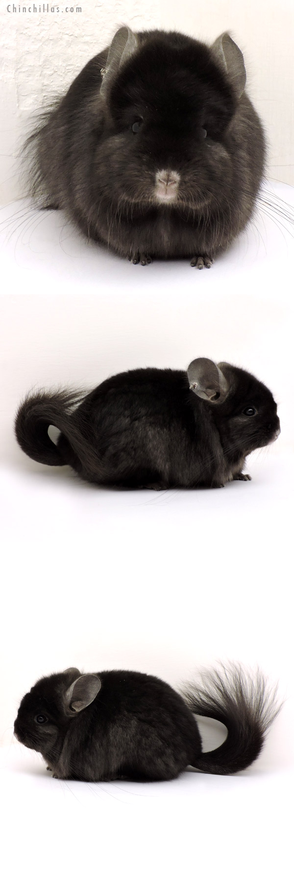 Chinchilla or related item offered for sale or export on Chinchillas.com - 14167 Exceptional Ebony Royal Persian Angora Female Chinchilla