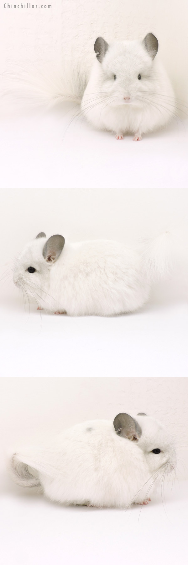 Chinchilla or related item offered for sale or export on Chinchillas.com - 14155 Exceptional White Mosaic Royal Persian Angora Male Chinchilla