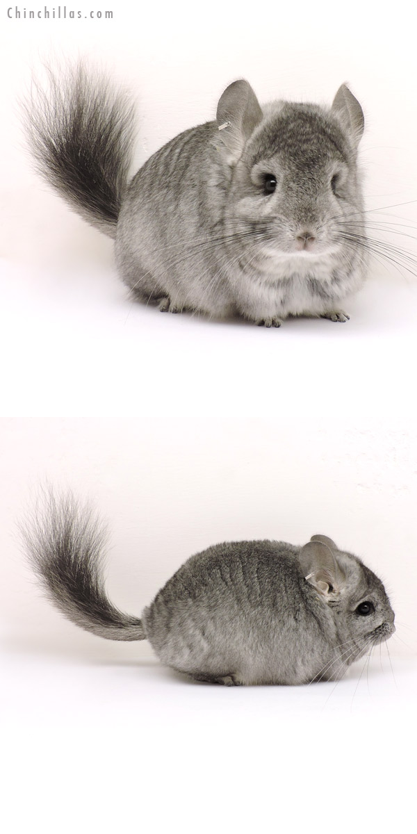 Chinchilla or related item offered for sale or export on Chinchillas.com - 14157 Standard Royal Persian Angora Female Chinchilla