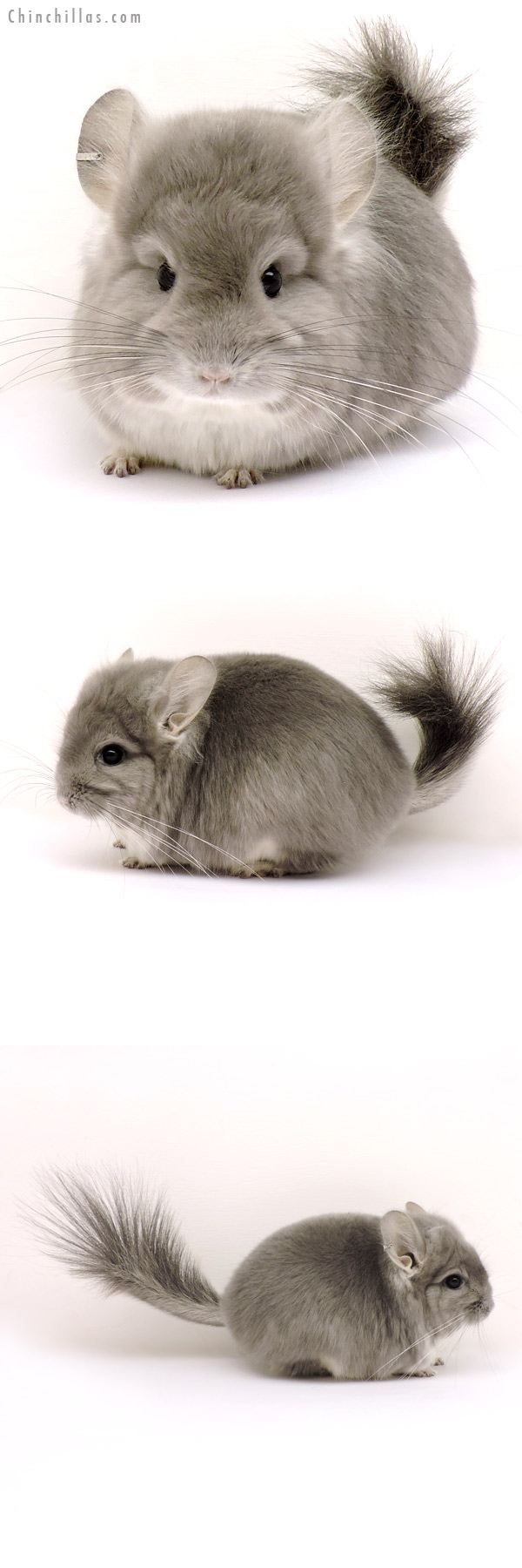 Chinchilla or related item offered for sale or export on Chinchillas.com - 14154 Exceptional Violet Royal Persian Angora Male Chinchilla