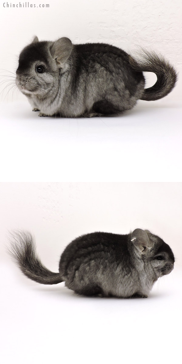 Chinchilla or related item offered for sale or export on Chinchillas.com - 14160 Exceptional Ebony Royal Persian Angora Male Chinchilla