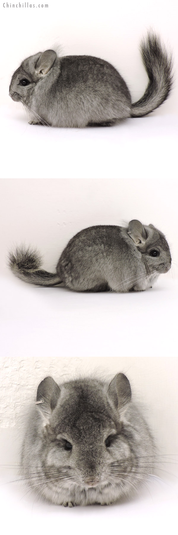 Chinchilla or related item offered for sale or export on Chinchillas.com - 14176 Standard Royal Persian Angora Female Chinchilla with Lion Mane