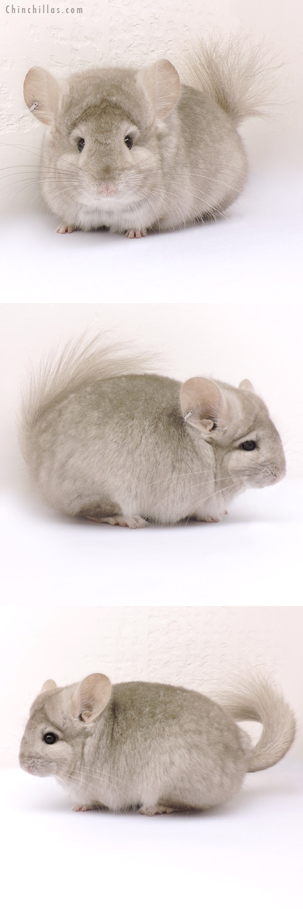 Chinchilla or related item offered for sale or export on Chinchillas.com - 14190 Beige Royal Persian Angora Female Chinchilla