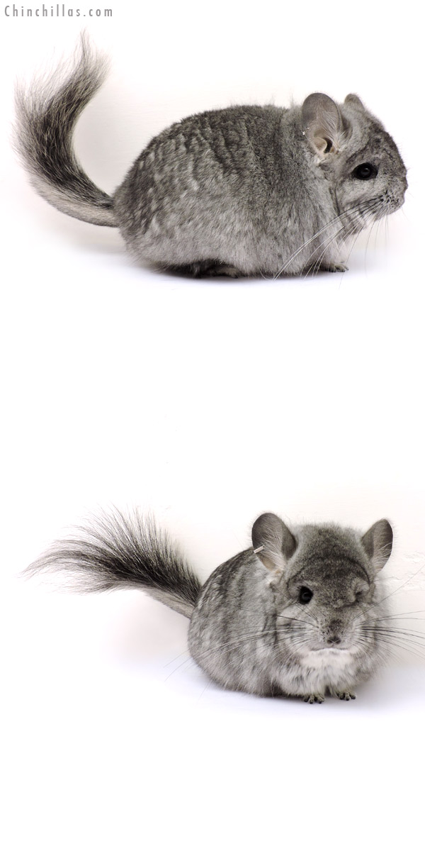 Chinchilla or related item offered for sale or export on Chinchillas.com - 14197 Standard ( Ebony Carrier ) Royal Persian Angora Female Chinchilla