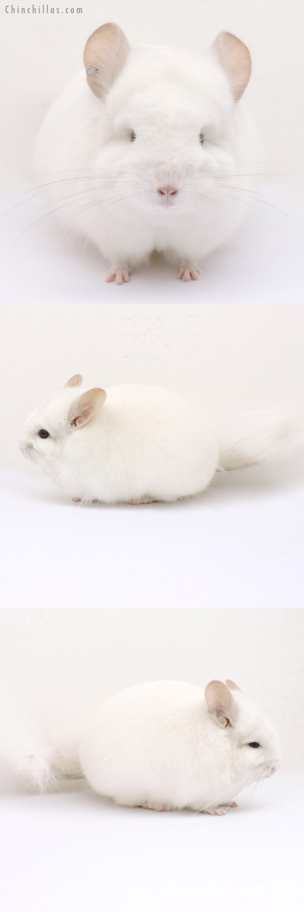 Chinchilla or related item offered for sale or export on Chinchillas.com - 14212 Exceptional Pink White Royal Persian Angora Male Chinchilla
