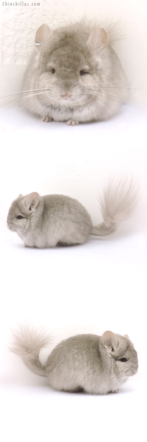 Chinchilla or related item offered for sale or export on Chinchillas.com - 14214 Exceptional Beige Royal Persian Angora Female Chinchilla