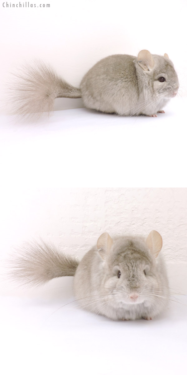Chinchilla or related item offered for sale or export on Chinchillas.com - 14243 Exceptional Beige Royal Persian Angora Female Chinchilla