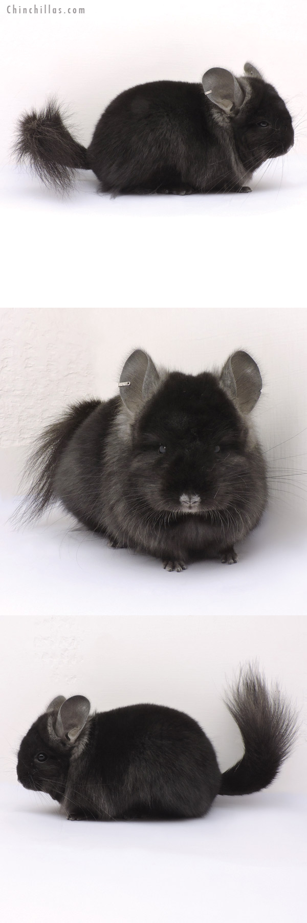 Chinchilla or related item offered for sale or export on Chinchillas.com - 14346 Ebony Royal Persian Angora Female Chinchilla