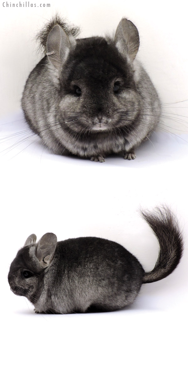 Chinchilla or related item offered for sale or export on Chinchillas.com - 14356 Ebony Royal Persian Angora Female Chinchilla