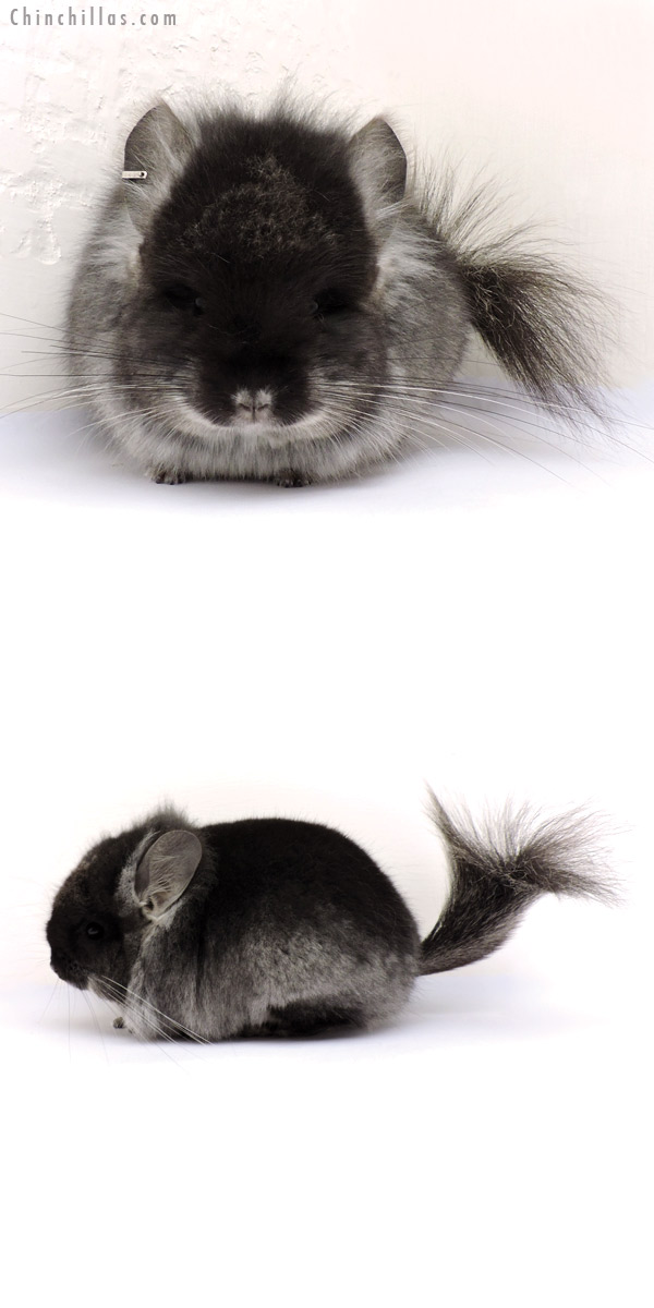 Chinchilla or related item offered for sale or export on Chinchillas.com - 15002 Exceptional Black Velvet Royal Persian Angora Male Chinchilla with 'lion mane'