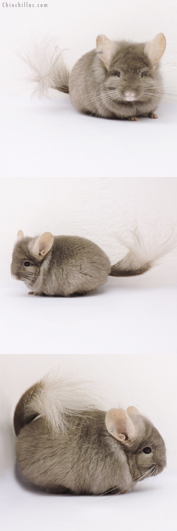 Chinchilla or related item offered for sale or export on Chinchillas.com - 15025 Rare Tan Royal Persian Angora Male Chinchilla