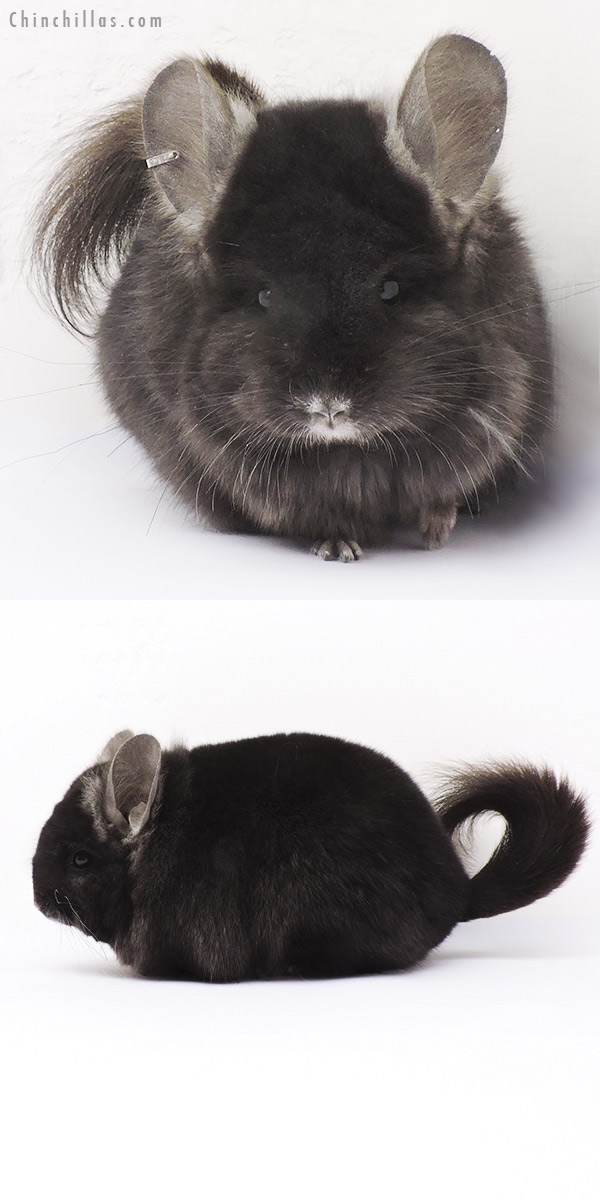 Chinchilla or related item offered for sale or export on Chinchillas.com - 15015 Ebony Royal Persian Angora Female Chinchilla