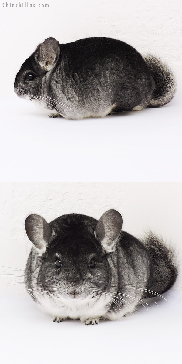 15040 Show Quality Standard Male Chinchilla