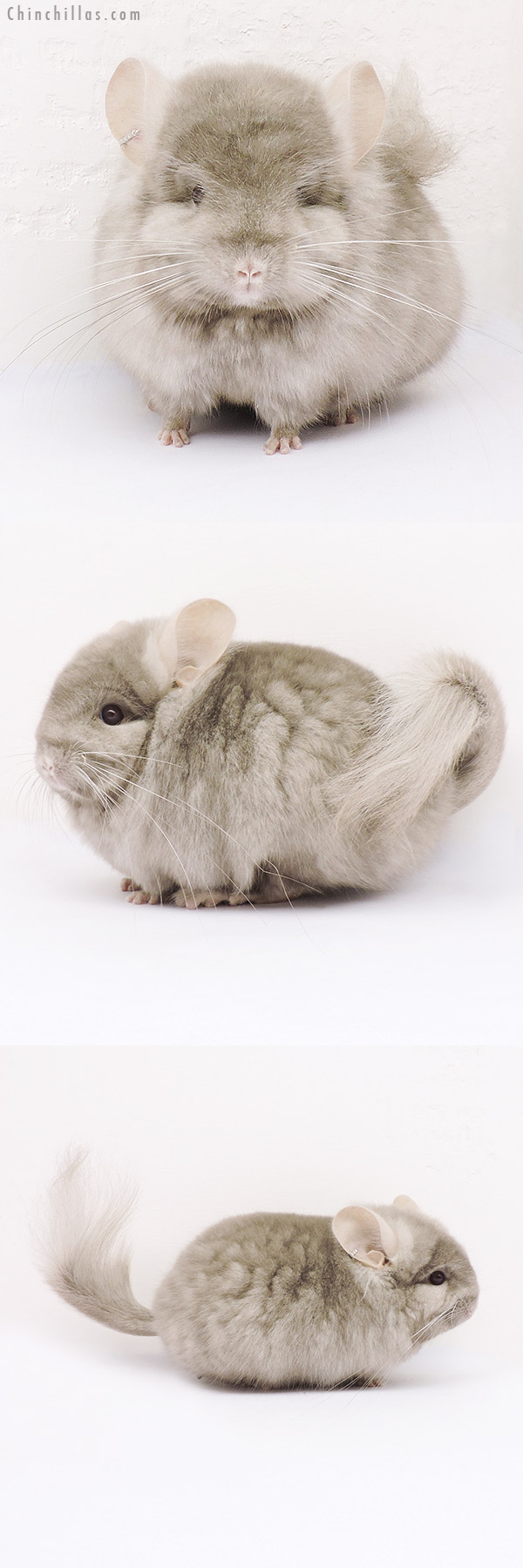 Chinchilla or related item offered for sale or export on Chinchillas.com - 15041 Exceptional Tan Royal Persian Angora Male Chinchilla
