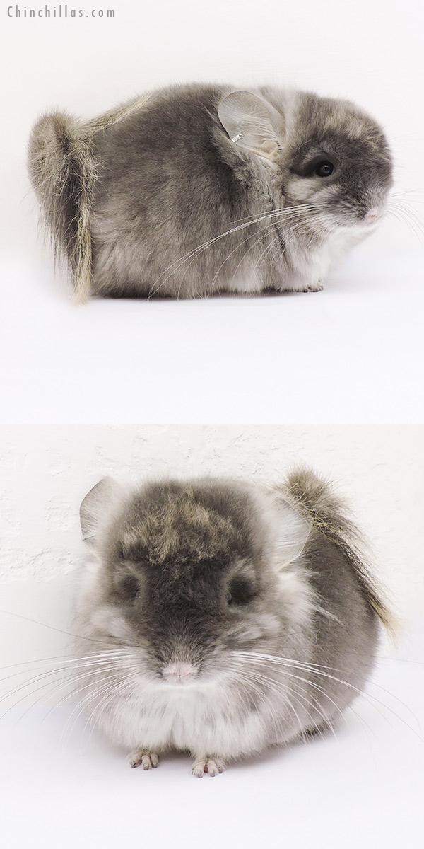 Chinchilla or related item offered for sale or export on Chinchillas.com - 15042 Exceptional Violet Royal Persian Angora Male Chinchilla