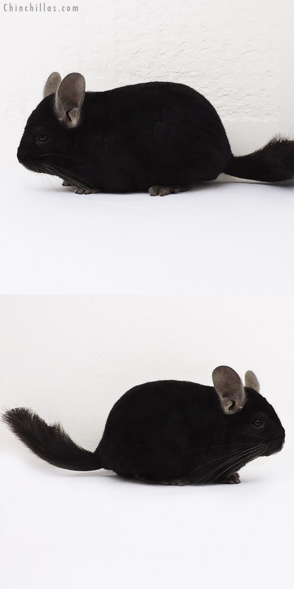 15104 Phase Champion Ebony Male Chinchilla