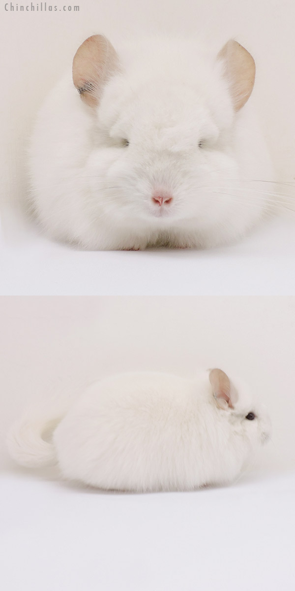 Chinchilla or related item offered for sale or export on Chinchillas.com - 15162 Exceptional Pink White Royal Persian Angora Female Chinchilla