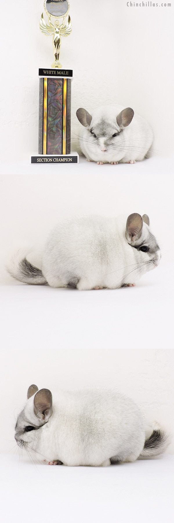 15209 Large Blocky Section Champion Silver Mosaic Male Chinchilla