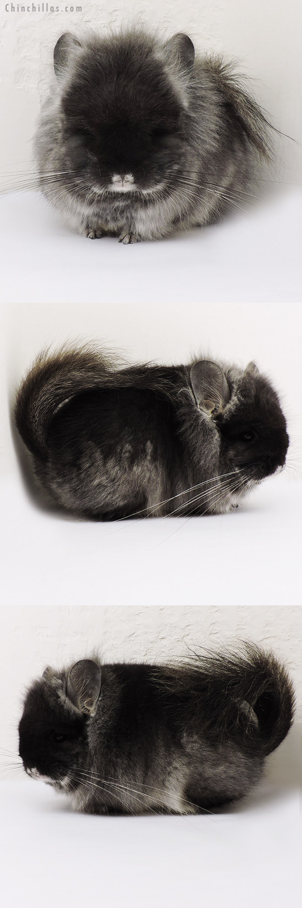 Chinchilla or related item offered for sale or export on Chinchillas.com - 15229 Exceptional Black Velvet Royal Persian Angora Male Chinchilla w/ Lion Mane & Ear Tufts