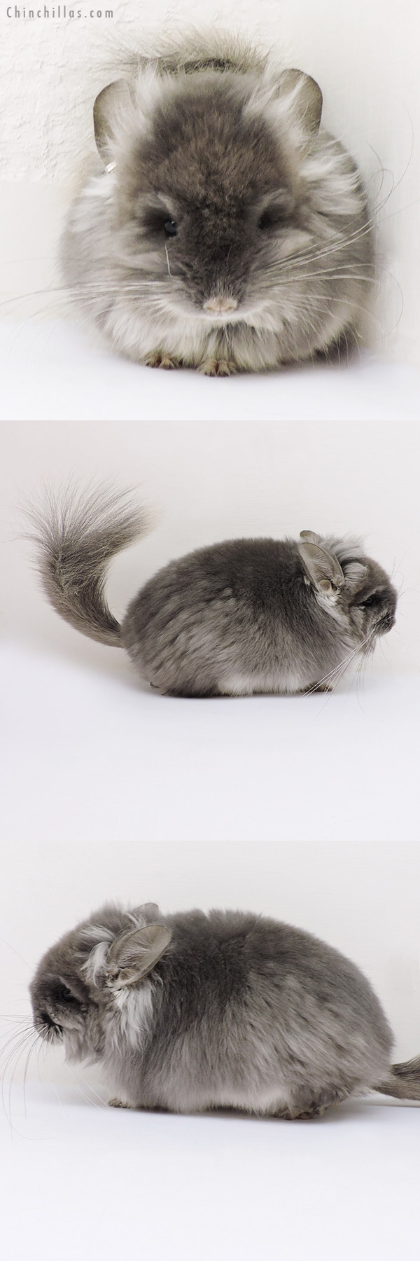 Chinchilla or related item offered for sale or export on Chinchillas.com - 16138 Exceptional TOV Violet G2 Royal Persian Angora Male Chinchilla w/ full lion mane and ear tufts