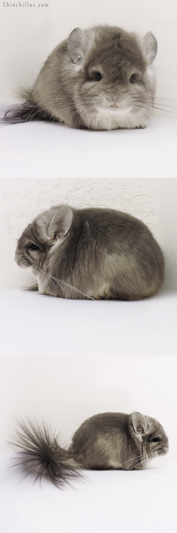 Chinchilla or related item offered for sale or export on Chinchillas.com - 16148 Exceptional Violet Royal Persian Angora Male Chinchilla