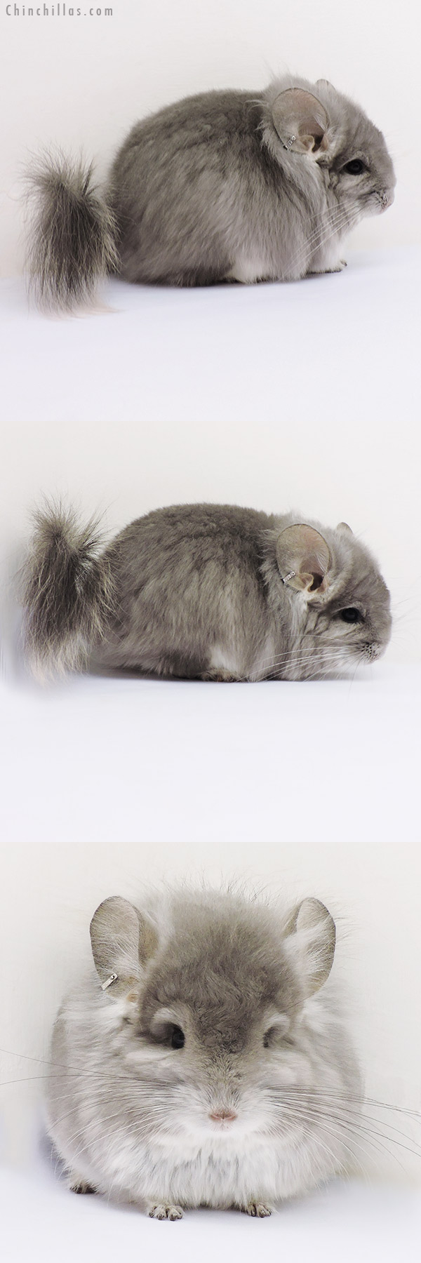 Chinchilla or related item offered for sale or export on Chinchillas.com - 16203 Exceptional Violet Royal Persian Angora Male Chinchilla with Lion Mane