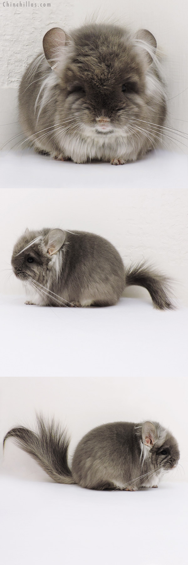 Chinchilla or related item offered for sale or export on Chinchillas.com - 16197 Exceptional Brevi Type TOV Violet G2 Royal Persian Angora Male Chinchilla with Long Ear Tendrils