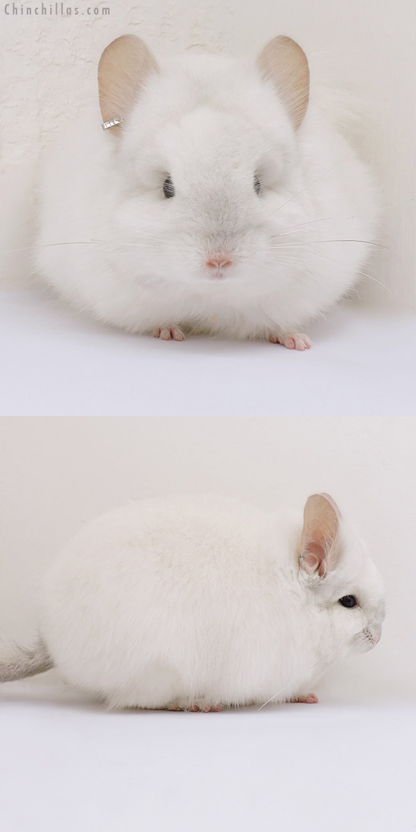 Chinchilla or related item offered for sale or export on Chinchillas.com - 16201 Exceptional Pink White Royal Persian Angora Male Chinchilla