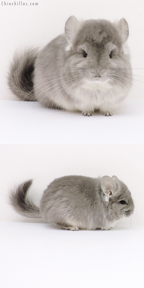 Chinchilla or related item offered for sale or export on Chinchillas.com - 16259 Exceptional Violet Royal Persian Angora Male Chinchilla