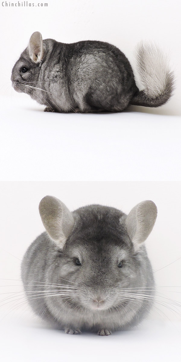 16241 Blocky Show Quality Wrap Around Sapphire Female Chinchilla