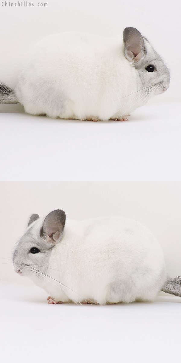 17009 Large Blocky Show Quality White Mosaic Male Chinchilla