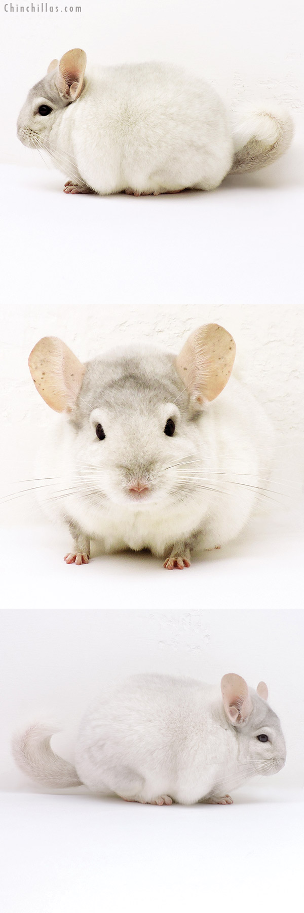 17004 Blocky Show Quality Pink White Female Chinchilla