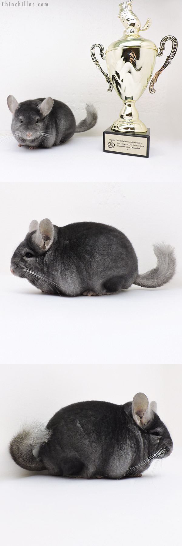 17064 National Class Champion Wrap Around Sapphire Male Chinchilla