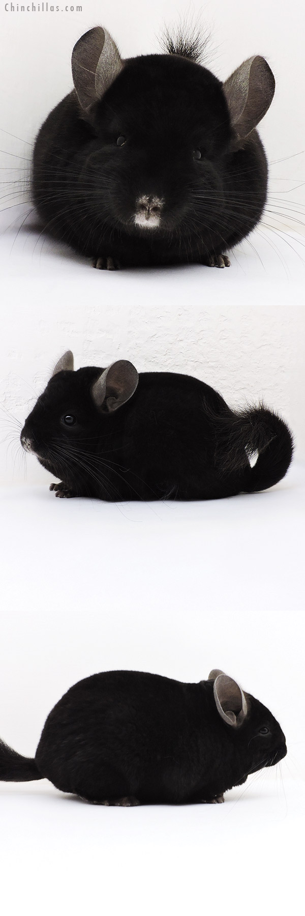 17077 Show Quality Ebony Female Chinchilla