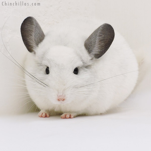 17072 Show Quality Violet & White Mosaic Male Chinchilla