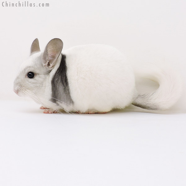17048 Violet & White Mosaic Male Chinchilla