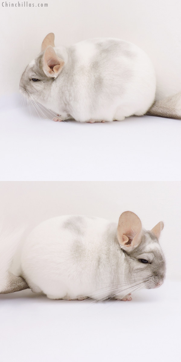 17097 Show Quality Tan & White Mosaic Male Chinchilla
